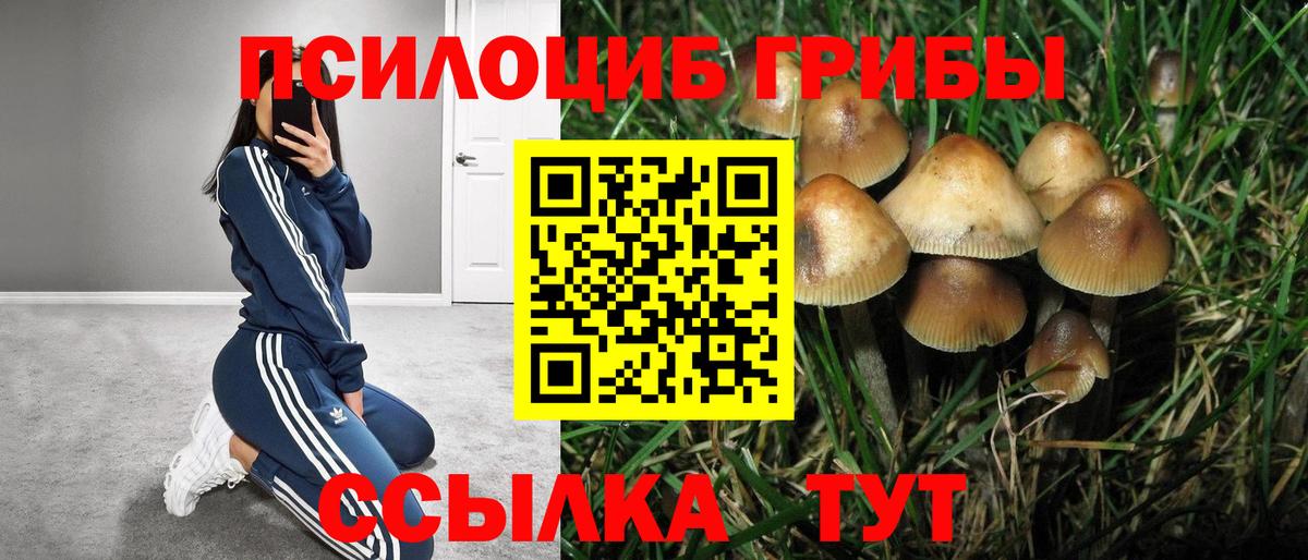 Фролово  Галлюциногенные грибы прущие грибы  Вход с VPN 